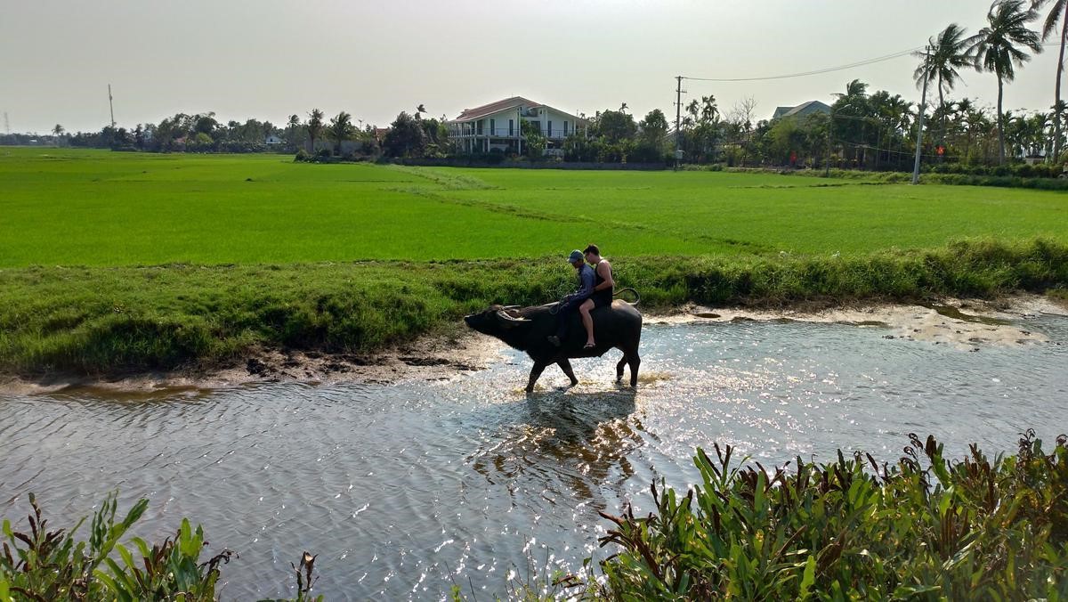 Hoi An Buffalo Riding, Basket Riding and Cooking Class from Da Nang city 